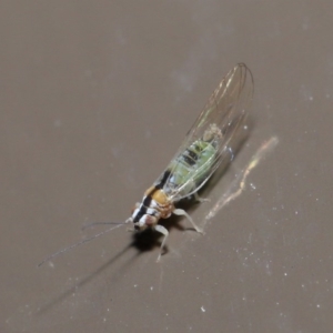 Psyllidae sp. (family) at Acton, ACT - 3 Jun 2020