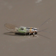 Psyllidae sp. (family) at Acton, ACT - 3 Jun 2020