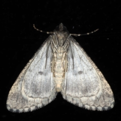 Lipogya exprimataria at Ainslie, ACT - 3 Jun 2020