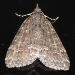 Microdes squamulata (Dark-grey Carpet) at Ainslie, ACT - 2 Jun 2020 by jbromilow50