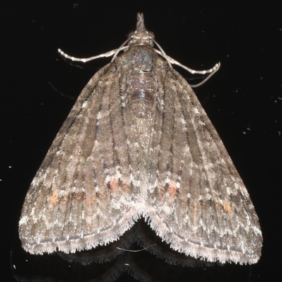 Microdes squamulata (Dark-grey Carpet) at Ainslie, ACT - 3 Jun 2020 by jb2602