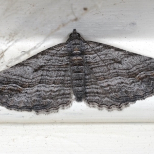 Chrysolarentia severata at Ainslie, ACT - 3 Jun 2020