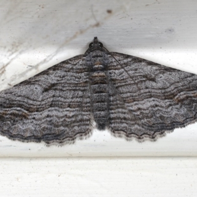 Chrysolarentia severata (Finely-lined Carpet) at Ainslie, ACT - 3 Jun 2020 by jb2602