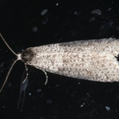 Conoeca guildingi (A case moth) at Ainslie, ACT - 2 Jun 2020 by jbromilow50
