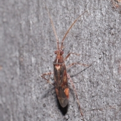 Miridae (family) at Hackett, ACT - 3 Jun 2020