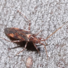 Miridae (family) at Hackett, ACT - 3 Jun 2020