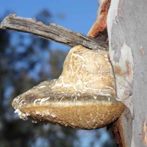 Laetiporus portentosus at Hackett, ACT - 3 Jun 2020 11:08 AM