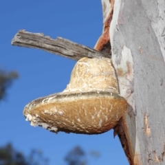 Laetiporus portentosus at Hackett, ACT - 3 Jun 2020 11:08 AM