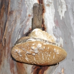 Laetiporus portentosus at Hackett, ACT - 3 Jun 2020 11:08 AM