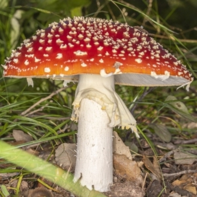 Amanita muscaria (Fly Agaric) at Molonglo Valley, ACT - 3 Jun 2020 by CedricBear