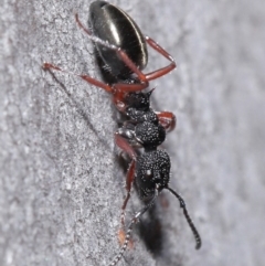 Dolichoderus scabridus (Dolly ant) at Acton, ACT - 3 Jun 2020 by TimL