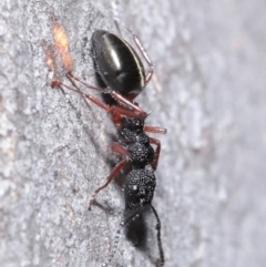 Dolichoderus scabridus at Acton, ACT - 3 Jun 2020 12:04 PM