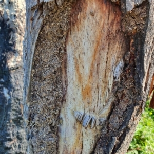 Papyrius nitidus at Molonglo Valley, ACT - 5 May 2020