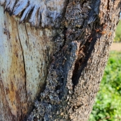 Papyrius nitidus at Molonglo Valley, ACT - 5 May 2020