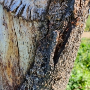 Papyrius nitidus at Molonglo Valley, ACT - 5 May 2020