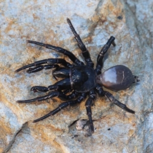 Missulena bradleyi at Currowan, NSW - 7 Apr 2019 04:12 PM