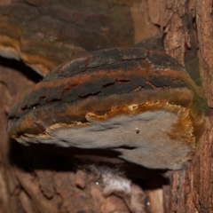 Phellinus sp. (non-resupinate) (A polypore) at Acton, ACT - 2 Jun 2020 by rawshorty