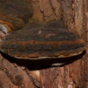 Phellinus sp. (non-resupinate) at Acton, ACT - 3 Jun 2020 06:28 AM