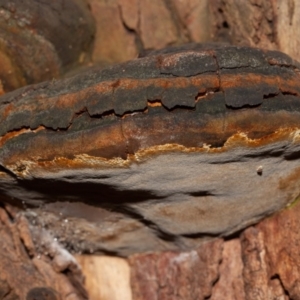 Phellinus sp. (non-resupinate) at Acton, ACT - 3 Jun 2020 06:28 AM