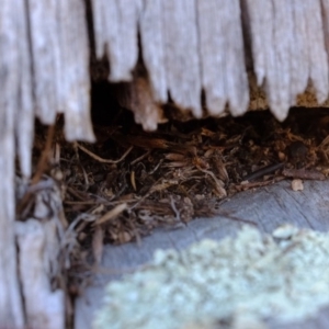 Papyrius nitidus at Dunlop, ACT - suppressed