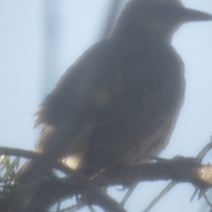 Oriolus sagittatus at Curtin, ACT - 3 Jun 2020