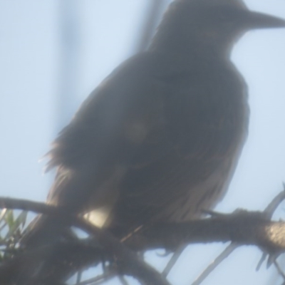 Oriolus sagittatus (Olive-backed Oriole) at Curtin, ACT - 2 Jun 2020 by tom.tomward@gmail.com