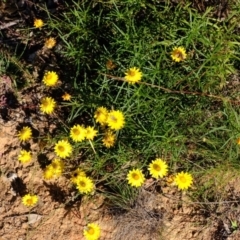 Xerochrysum viscosum (Sticky Everlasting) at Ginninderry Conservation Corridor - 3 Jun 2020 by Kurt