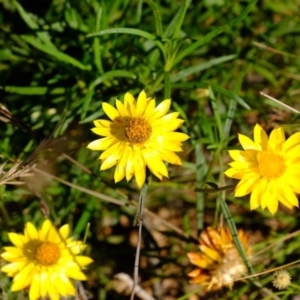 Xerochrysum viscosum at Dunlop, ACT - 3 Jun 2020