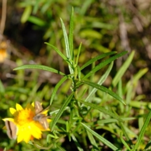 Xerochrysum viscosum at Dunlop, ACT - 3 Jun 2020