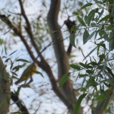 Pachycephala pectoralis (Golden Whistler) at Curtin, ACT - 28 Mar 2020 by tom.tomward@gmail.com