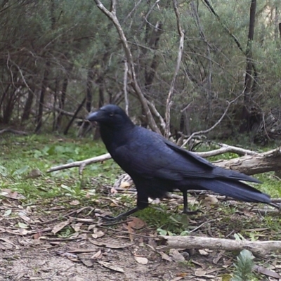 Corvus coronoides (Australian Raven) at Wanniassa Hill - 2 Jun 2020 by ChrisHolder