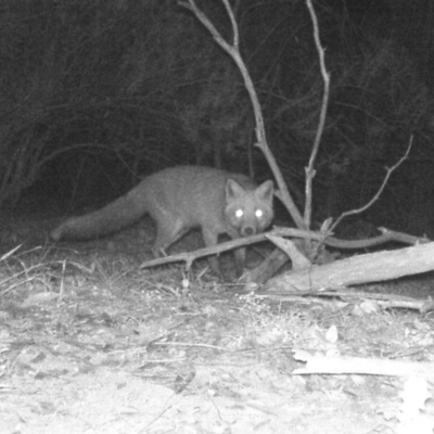 Vulpes vulpes (Red Fox) at Wanniassa Hill - 31 May 2020 by ChrisHolder