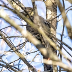 Calyptorhynchus lathami (Glossy Black-Cockatoo) at Bundanoon - 1 Jun 2020 by Aussiegall