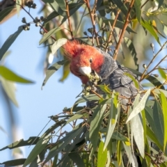 Callocephalon fimbriatum (Gang-gang Cockatoo) at Bundanoon - 1 Jun 2020 by Aussiegall