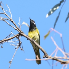 Nesoptilotis leucotis (White-eared Honeyeater) at Majura, ACT - 2 Jun 2020 by jbromilow50