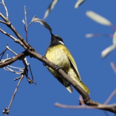 Nesoptilotis leucotis at Majura, ACT - 3 Jun 2020 09:41 AM