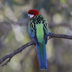 Platycercus eximius (Eastern Rosella) at Ainslie, ACT - 2 Jun 2020 by jbromilow50