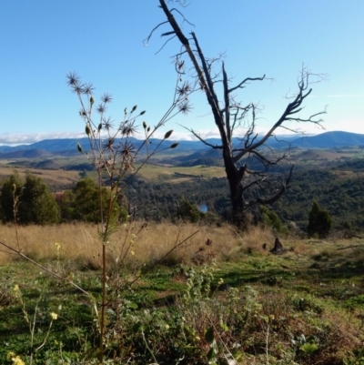 Bidens subalternans (Greater Beggars Ticks) at Dunlop, ACT - 1 Jun 2020 by Rosie