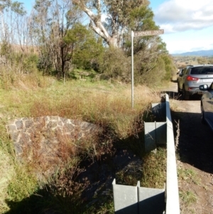 Bidens subalternans at Dunlop, ACT - 2 Jun 2020 09:44 AM