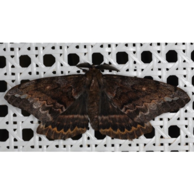 Chelepteryx collesi (White-stemmed Gum Moth) at Lilli Pilli, NSW - 3 Jun 2020 by jb2602