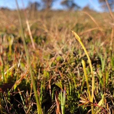 Ophioglossum lusitanicum (Adder's Tongue) at Throsby, ACT - 3 Jun 2020 by JasonC