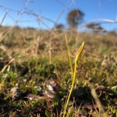 Ophioglossum lusitanicum (Adder's Tongue) at Throsby, ACT - 3 Jun 2020 by JasonC