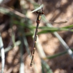 Austrolestes sp. (genus) (Ringtail damselfy) at Bournda, NSW - 7 Apr 2020 by RossMannell