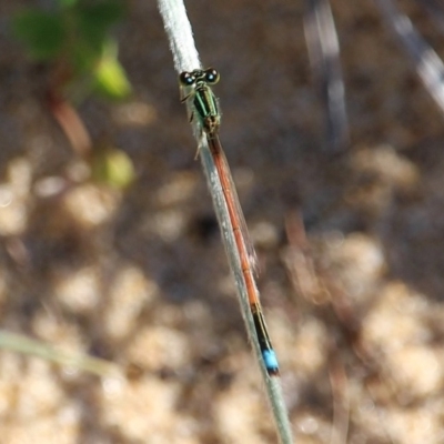 Ischnura aurora (Aurora Bluetail) at Bournda, NSW - 7 Apr 2020 by RossMannell