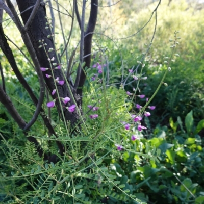 Swainsona galegifolia (Darling Pea) at Red Hill, ACT - 3 Jun 2020 by JackyF