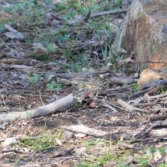 Pyrrholaemus sagittatus (Speckled Warbler) at Red Hill, ACT - 3 Jun 2020 by JackyF