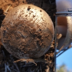 Amanita sp. (Amanita sp.) at Deakin, ACT - 3 Jun 2020 by JackyF