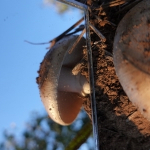 Amanita sp. at Deakin, ACT - 3 Jun 2020