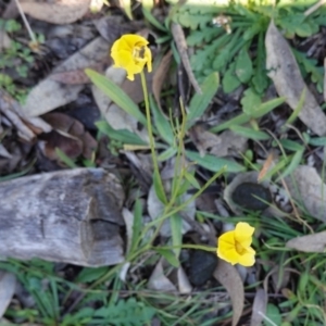 Goodenia pinnatifida at Deakin, ACT - 3 Jun 2020