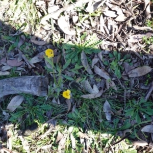 Goodenia pinnatifida at Deakin, ACT - 3 Jun 2020